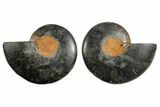 Cut/Polished Ammonite Fossil - Unusual Black Color #165479-1